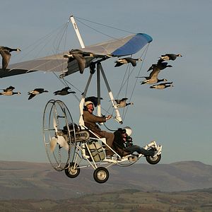 Bilder Der mit den Gänsen fliegt