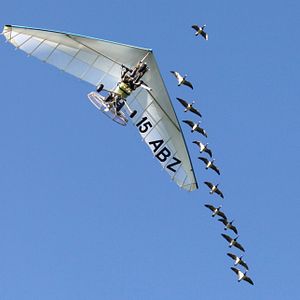 Bilder Der mit den Gänsen fliegt