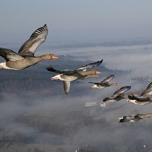 Bilder Der mit den Gänsen fliegt