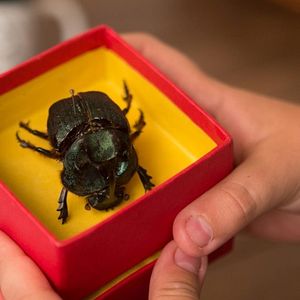 Bilder O Escaravelho do Diabo