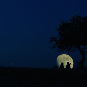 Bilder Yitik Kuşlar