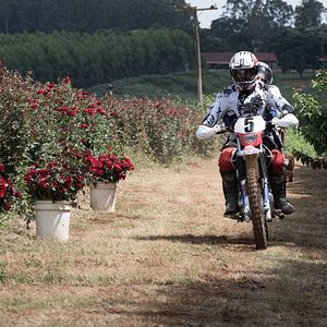 Bilder O Escaravelho do Diabo