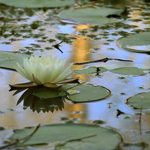 Bilder Wildes Sumpfland USA