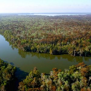 Bilder Wildes Sumpfland USA