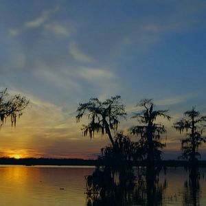 Bilder Wildes Sumpfland USA