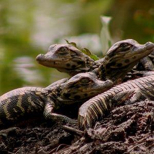 Bilder Wildes Sumpfland USA