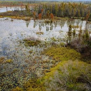 Bilder Wildes Sumpfland USA