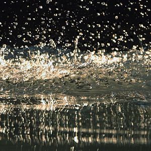 Bilder Wildes Sumpfland USA