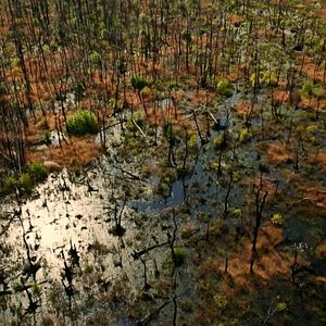 Bilder Wildes Sumpfland USA