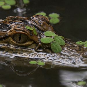 Bilder Wildes Sumpfland USA