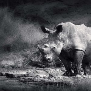 Bilder Racing Extinction