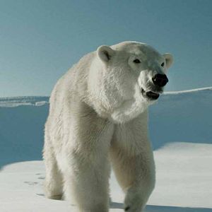 Bilder Rendezvous mit einem Eisbär