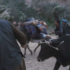 Bilder Wolf And Sheep