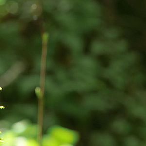 Bilder InnSæi - Die Kraft der Intuition