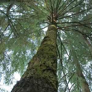 Bilder InnSæi - Die Kraft der Intuition