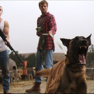 Bilder Dog Lover - Vier Pfoten für die Wahrheit