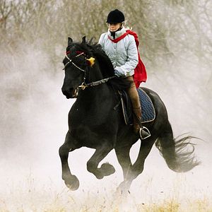 Bilder Zafir - Der schwarze Hengst