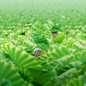 Bilder Kikujiros Sommer