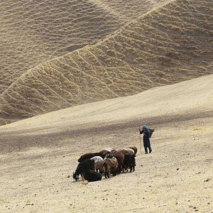 Bilder Wolf And Sheep