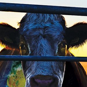 Bilder Cowspiracy - Das Geheimnis Der Nachhaltigkeit