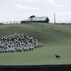 Bilder Mahana - Eine Maori-Saga