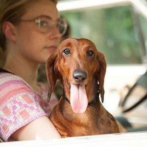 Bilder Wiener Dog