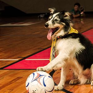 Bilder Carrossel 2 - O Sumiço de Maria Joaquina