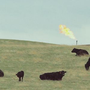 Bilder Black Harvest