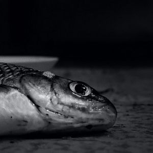 Bilder Metamorphosen