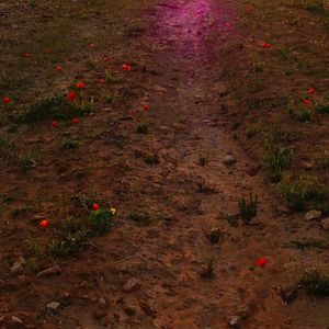 Bilder The Night and the Kid