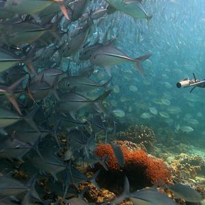 Bilder Das Korallendreieck