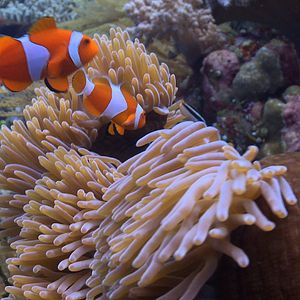 Bilder Das Korallendreieck