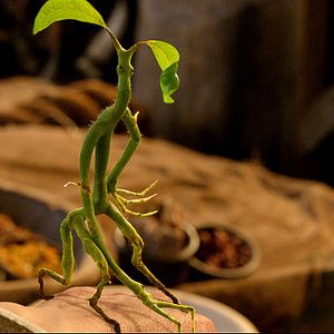 Bilder Phantastische Tierwesen und wo sie zu finden sind