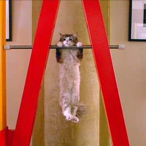 Bilder Voll verkatert