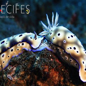 Bilder Arrecifes. Oasis de vida