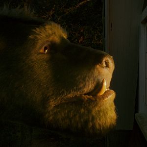 Bilder Elliot, der Drache