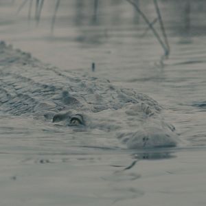 Bilder The Hatching - Die Natur beißt zurück