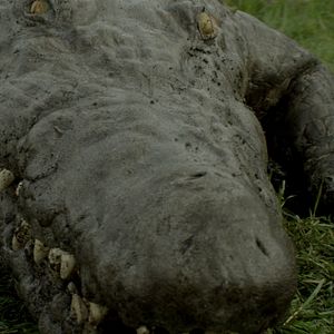 Bilder The Hatching - Die Natur beißt zurück