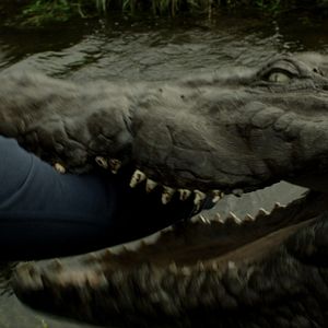 Bilder The Hatching - Die Natur beißt zurück