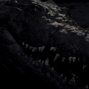 Bilder The Hatching - Die Natur beißt zurück