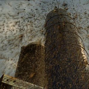 Bilder Todesschwarm - Heuschrecken greifen an