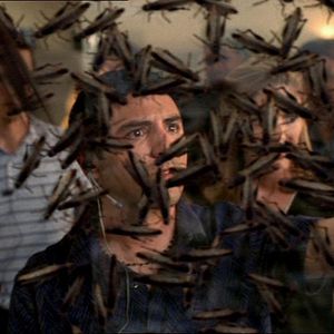 Bilder Todesschwarm - Heuschrecken greifen an