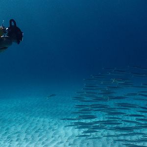 Bilder Jacques - Entdecker der Ozeane