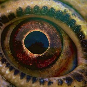Bilder Voyage of Time: Life's Journey