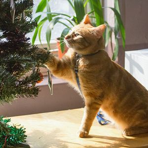 Bilder Bob, der Streuner