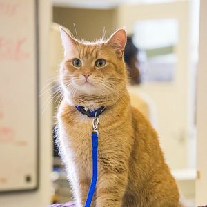 Bilder Bob, der Streuner