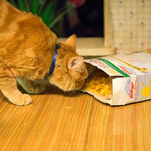 Bilder Bob, der Streuner