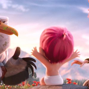 Bilder Störche - Abenteuer im Anflug