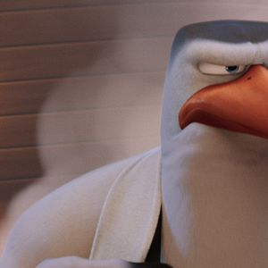 Bilder Störche - Abenteuer im Anflug