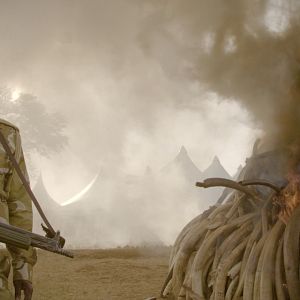 Bilder The Ivory Game: Das Elfenbein-Komplott